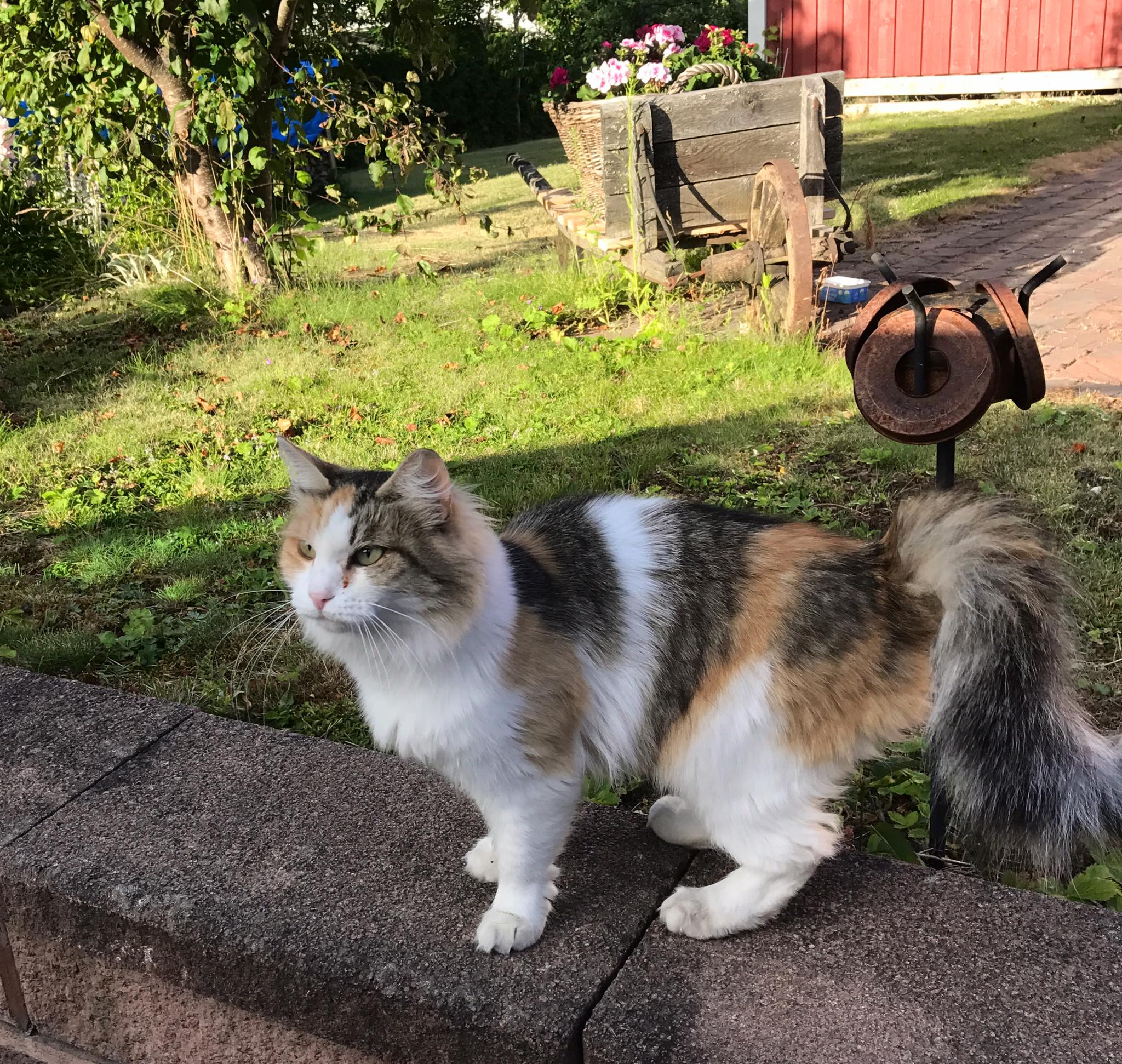 Sibirisk katt Colbie